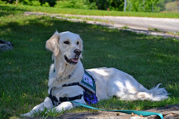 Service dog g82fff7b52 1920